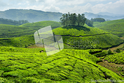 Image of Tea plantations