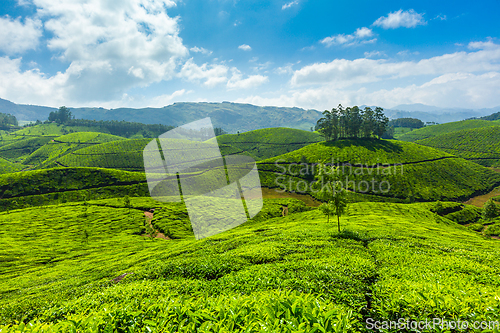 Image of Tea plantations