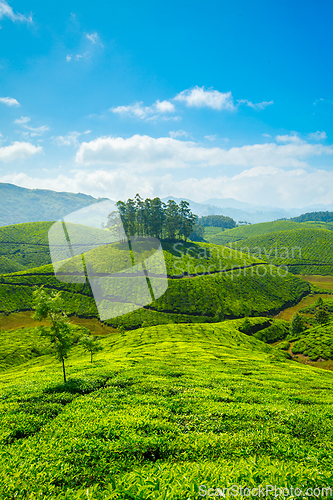 Image of Tea plantations