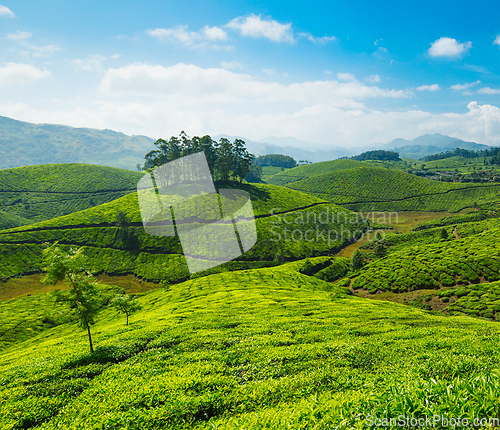 Image of Tea plantations