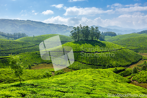 Image of Tea plantations