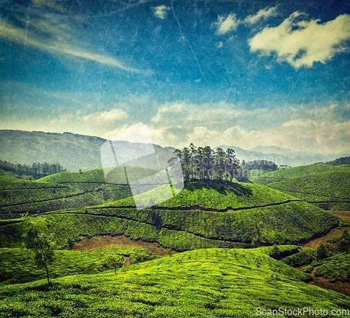 Image of Tea plantations