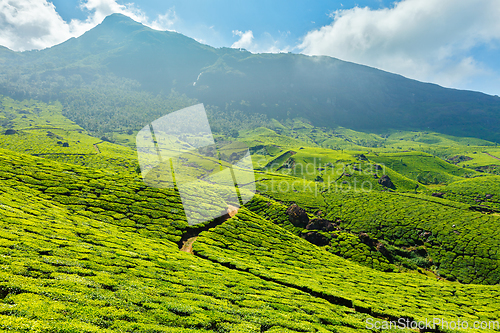 Image of Tea plantations