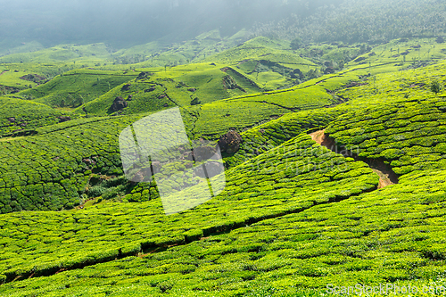 Image of Tea plantations