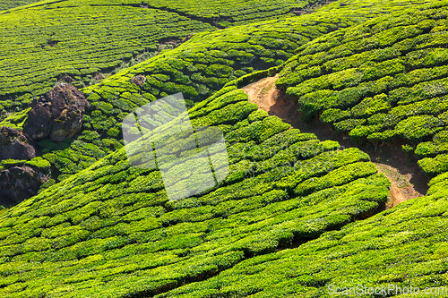 Image of Tea plantations