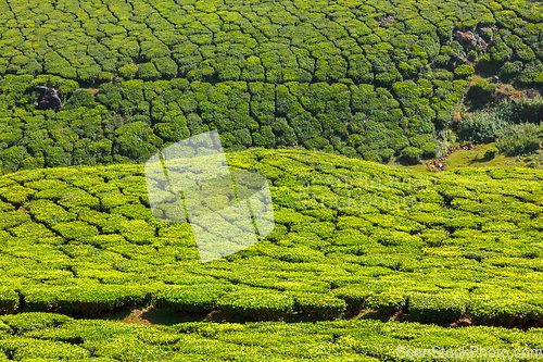 Image of Tea plantations