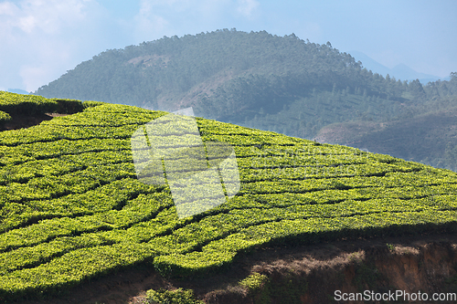 Image of Tea plantations