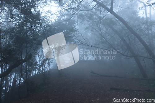 Image of Misty scary forest in fog