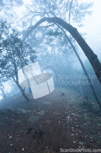 Image of Misty scary forest in fog