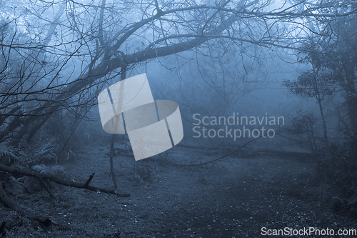 Image of Tropical forest in fog