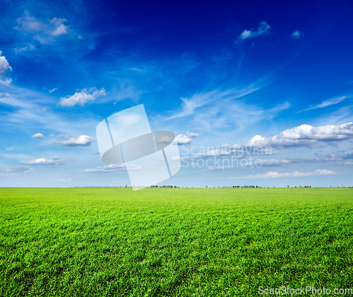 Image of Field of green fresh grass under blue sky