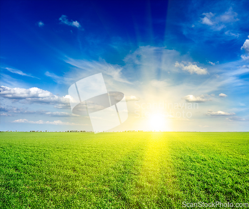 Image of Field of green fresh grass under blue sky