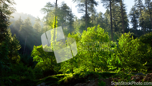 Image of Morning forest with sunrays