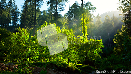 Image of Morning forest with sunrays