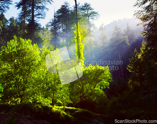 Image of Morning forest with sunrays