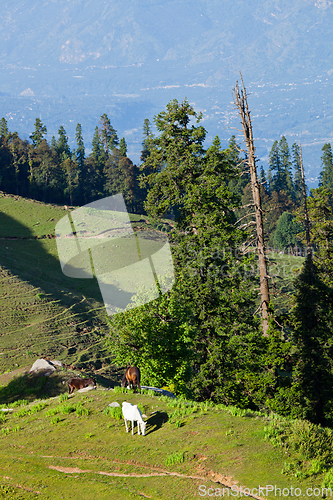 Image of Horses grazing in mountains