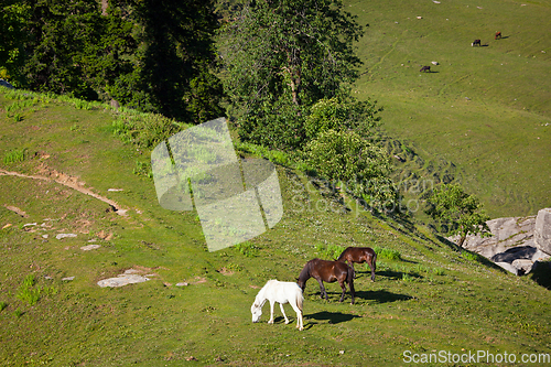 Image of Horses grazing in mountains