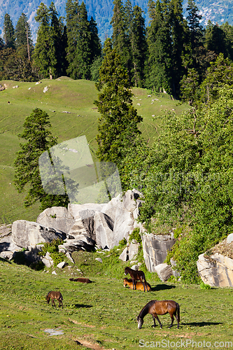 Image of Horses grazing in mountains