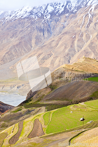 Image of Fields in Spiti Valley