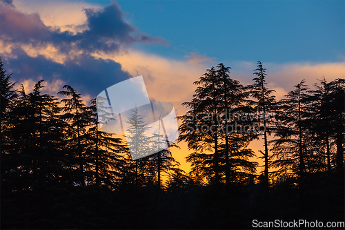 Image of Silhouettes of trees on sunset