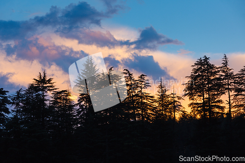 Image of Silhouettes of trees on sunset