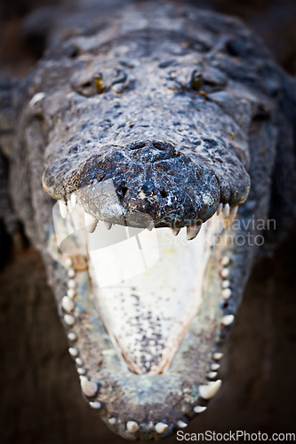 Image of Charging crocodile jaws