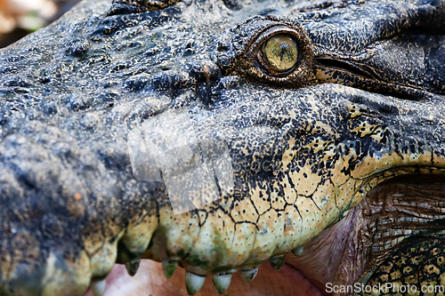 Image of Crocodile eye