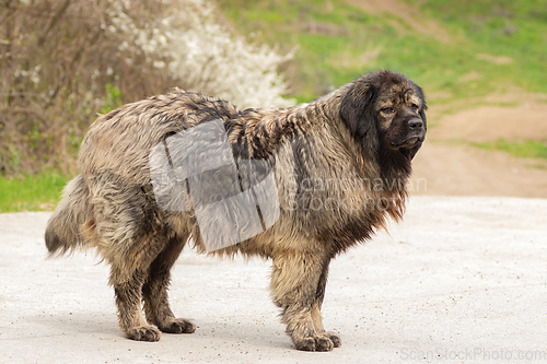 Image of caucasian shepherd dog outdoor full length