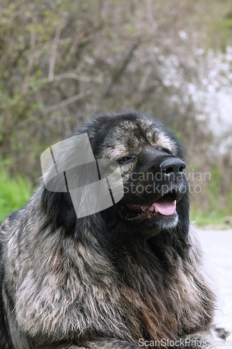 Image of portrait of huge caucasian shepherd dog