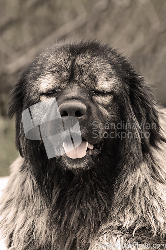 Image of portrait of huge caucasian shepherd dog