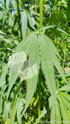 Image of Green fresh foliage of cannabis plant (hemp, marijuana)