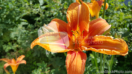 Image of Beautiful bright Orange daylily on a sunny summer garden