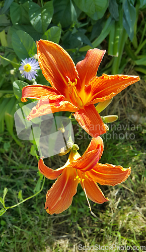 Image of Beautiful bright orange day-lily on a sunny summer garden