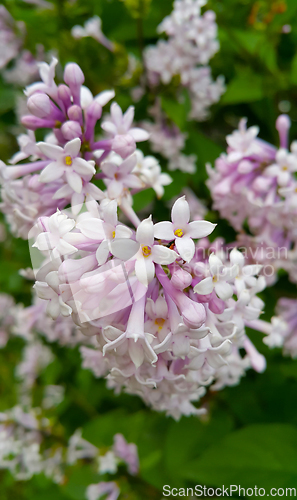 Image of Branch of spring lilac bush with beautiful flowers