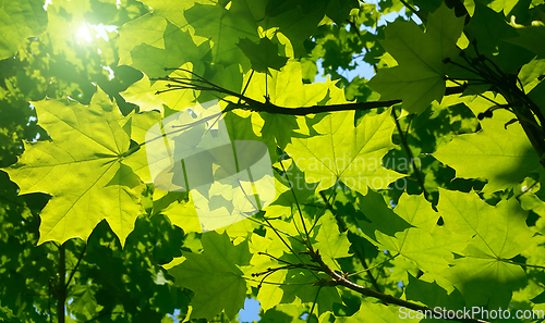 Image of Fresh green maple foliage illuminated by bright sunlight