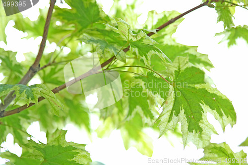 Image of Maple leaves