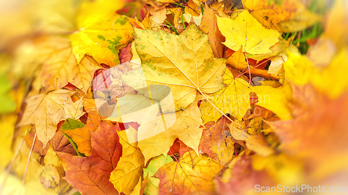 Image of Bright autumn background from fallen leaves of maple