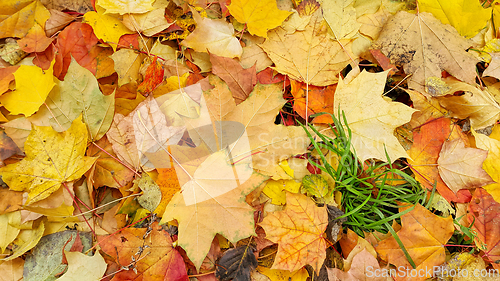 Image of Bright colorful autumn background from fallen leaves of maple 