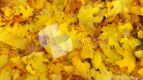 Image of Bright yellow autumn background from fallen foliage of maple