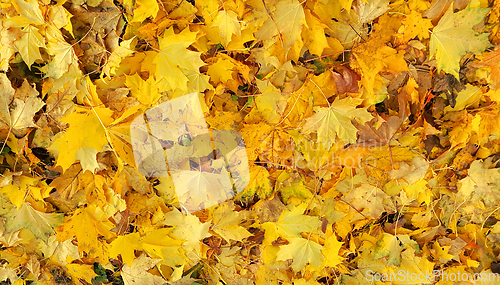 Image of Bright yellow autumn background from fallen foliage