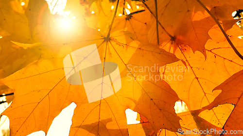 Image of Branch with yellow foliage of maple and sunlight