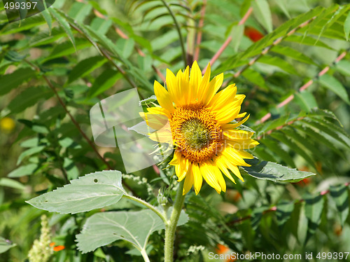 Image of Sunflower