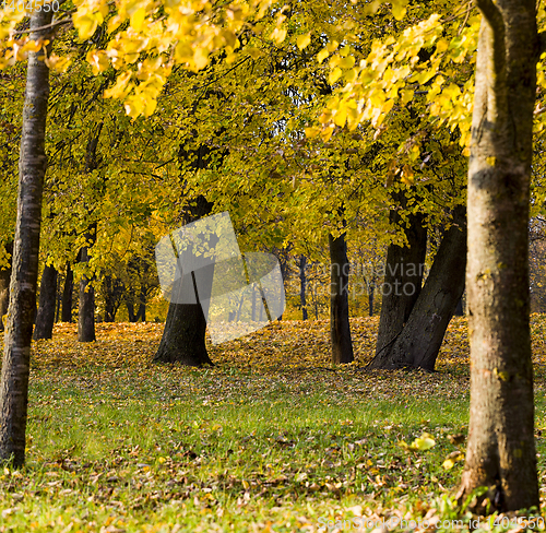 Image of a large number of yellow trees