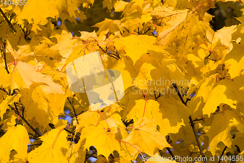 Image of a large number of yellow trees