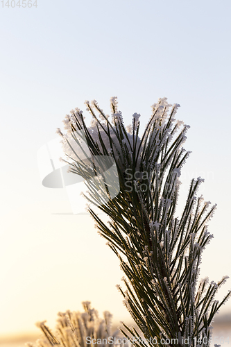 Image of pine trees in winter