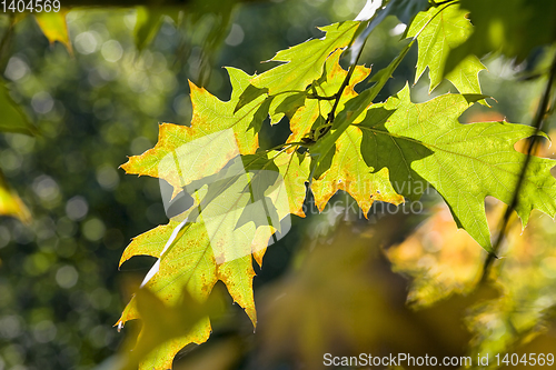 Image of Green orange oak foliage