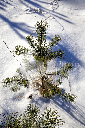 Image of pine trees in winter