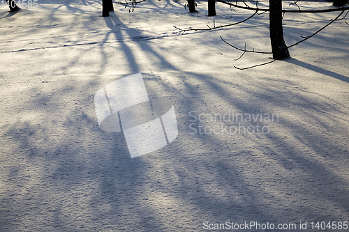 Image of deciduous trees after snowfall