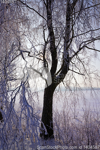 Image of trees in winter