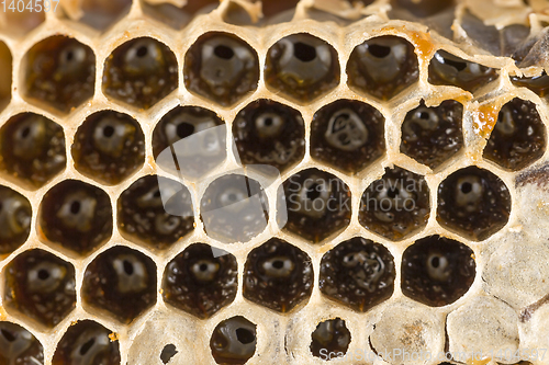 Image of honey-filled beeswax honeycombs